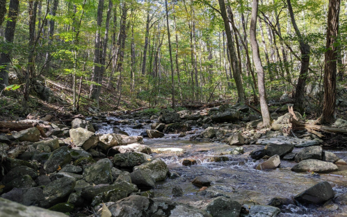 A serene forest scene with a flowing stream surrounded by rocks and lush green trees. Sunlight filters through the leaves.