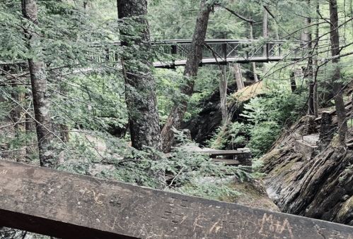 A wooden bridge spans a lush, green forest with tall trees and rocky terrain below.