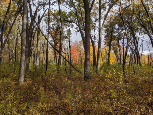 A forest scene with tall trees and colorful autumn foliage in the background, showcasing vibrant fall colors.