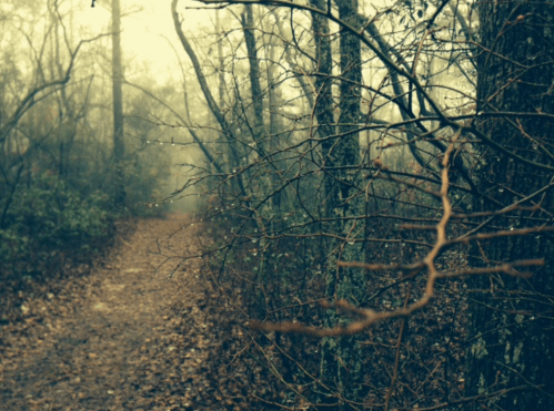 A misty forest path lined with bare trees and fallen leaves, creating a serene, atmospheric scene.