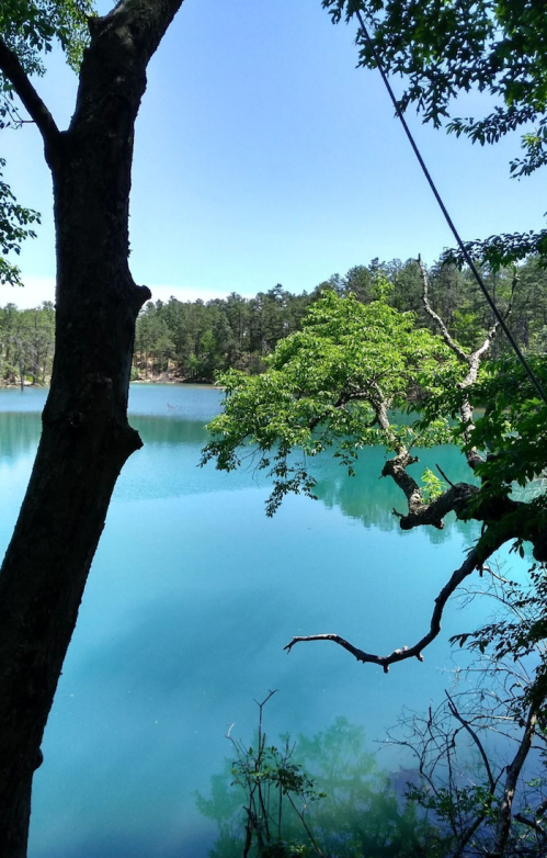 A serene lake surrounded by lush greenery and trees under a clear blue sky.