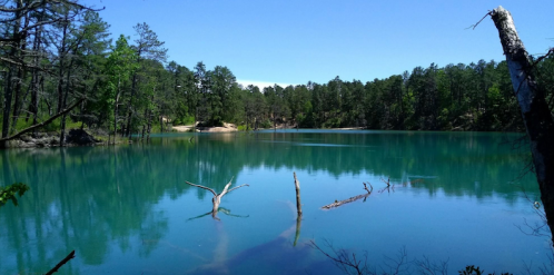 A serene lake surrounded by lush green trees under a clear blue sky, with fallen branches in the water.
