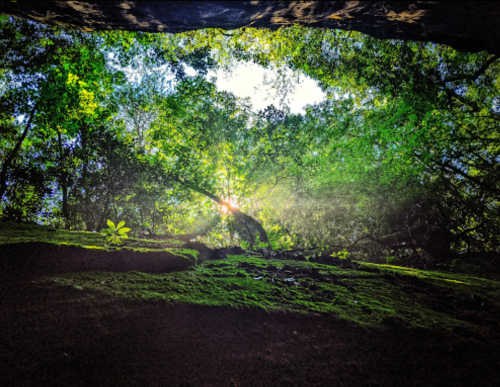 Sunlight filters through lush green trees, illuminating a rocky cave floor covered in moss.