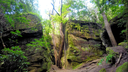 A narrow canyon surrounded by moss-covered rocks and lush green trees under a bright sky.