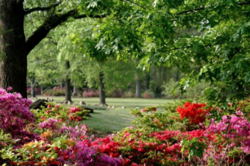 A vibrant garden filled with colorful flowers and lush green trees, creating a serene natural landscape.