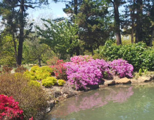 A serene pond surrounded by vibrant pink and green flowers, with trees in the background under a clear blue sky.