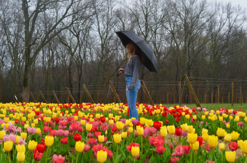 A person stands in a field of colorful tulips, holding an umbrella, with bare trees in the background on a rainy day.