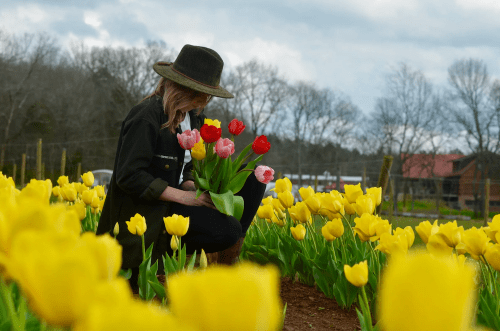A person in a hat kneels among yellow tulips, holding a bouquet of red and pink tulips in a flower field.