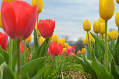 A vibrant field of red and yellow tulips under a cloudy sky, showcasing lush green leaves.