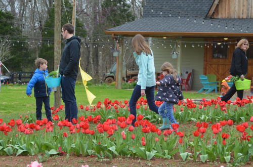 A family walks through a field of red tulips, with children carrying baskets and adults nearby.