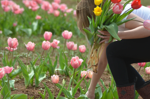 A person crouches in a field of pink tulips, holding a bouquet of colorful tulips while picking flowers.