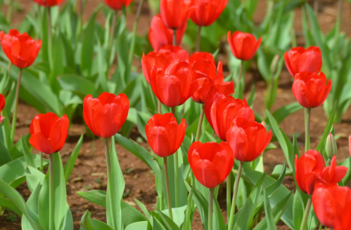 A vibrant field of red tulips with green leaves, blooming in a sunny garden.