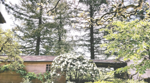 A serene garden scene with tall trees and blooming white flowers near a wooden structure.