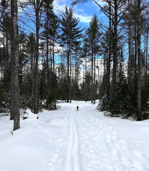 A snowy forest path with tall trees, leading into the distance, and a dog walking along the trail.