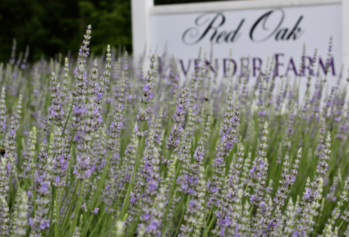 Lavender flowers in bloom with a sign for "Red Oak Lavender Farm" in the background.