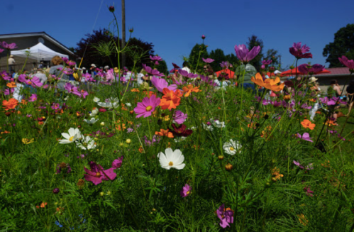 A vibrant field of colorful wildflowers under a clear blue sky, with people in the background enjoying the scenery.