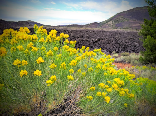 A vibrant cluster of yellow flowers in the foreground, with a rugged volcanic landscape and mountains in the background.