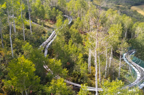 A winding roller coaster track through a lush green forest with tall trees and a scenic landscape.