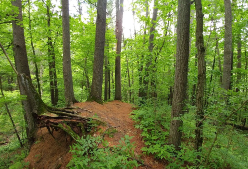 A lush green forest with tall trees and a patch of orange-brown soil, surrounded by dense undergrowth.