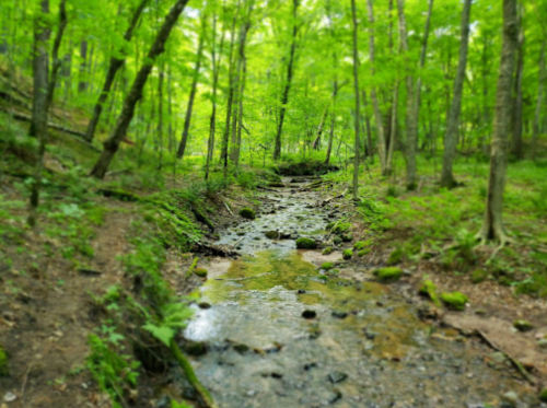 A serene forest scene with a small, rocky stream flowing through lush green trees and foliage.