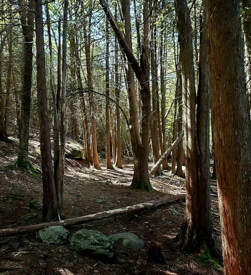 A serene forest scene with tall trees, dappled sunlight, and a rocky path winding through the underbrush.