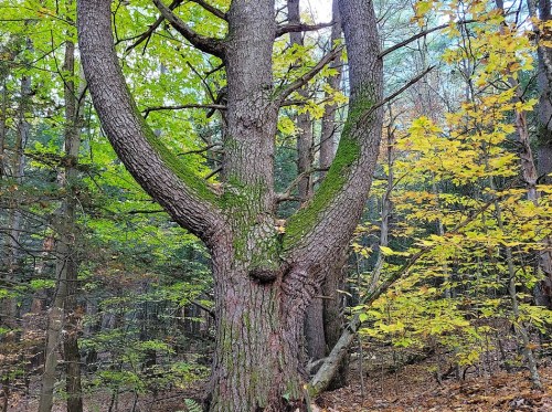 A large tree with a unique forked trunk, surrounded by green and yellow foliage in a forest setting.