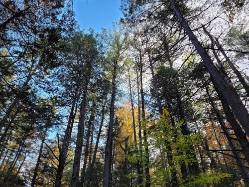 Tall trees reaching towards a bright blue sky, with hints of autumn colors among the green foliage.