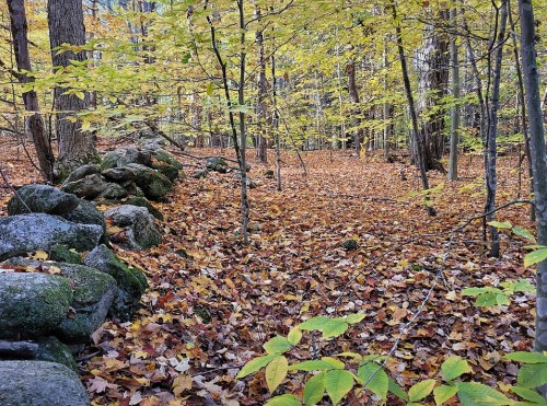 A serene forest scene with colorful autumn leaves covering the ground and a stone wall amidst trees.