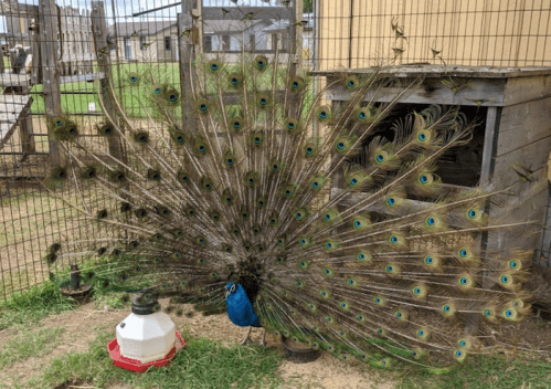 A peacock displaying its vibrant, colorful feathers in a fenced area near a water container.