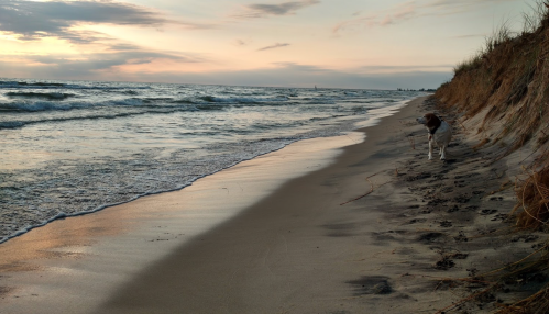 A dog stands on a sandy beach beside gentle waves under a colorful sunset sky.