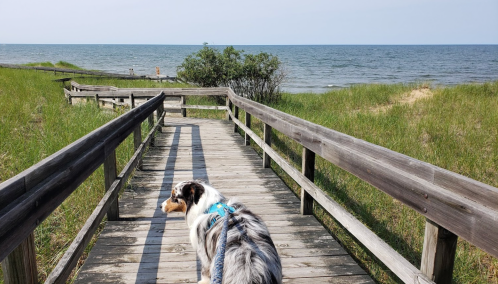 A dog stands on a wooden boardwalk leading to a beach, with grass and water in the background.