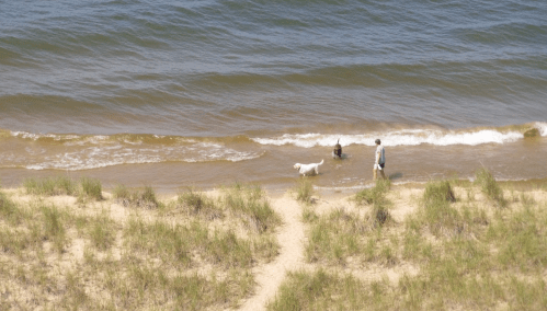 A man walks along the shore while a dog plays in the water, with gentle waves and sandy grass in the foreground.
