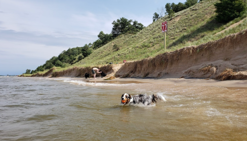A dog wades in the water with a ball, while a person plays on the beach near a grassy hill.