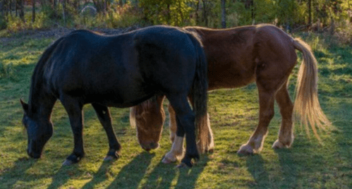 Two horses, one black and one brown, grazing on green grass in a sunlit field.