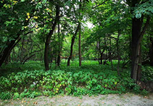 Lush green forest with dense trees and undergrowth, creating a serene and natural atmosphere.