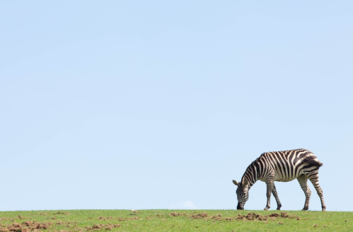 A zebra grazes on a grassy hill under a clear blue sky.