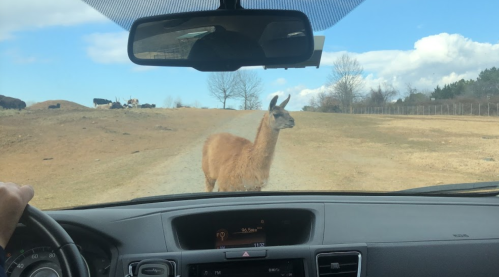 A llama stands in the road, seen from inside a car with a hand on the steering wheel. Blue sky and fields in the background.
