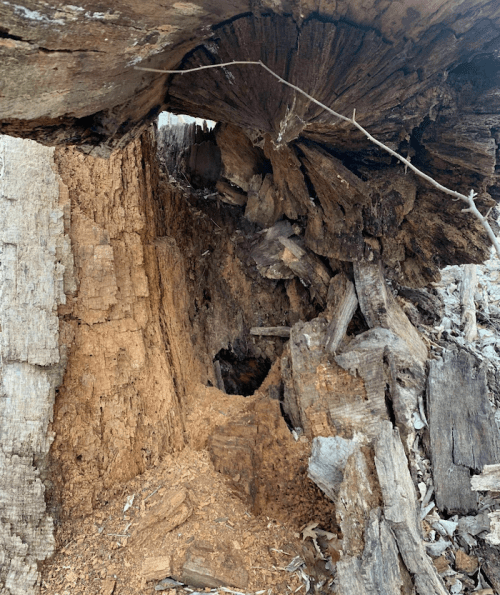 A close-up of a hollowed tree trunk, revealing textured wood and exposed inner layers.