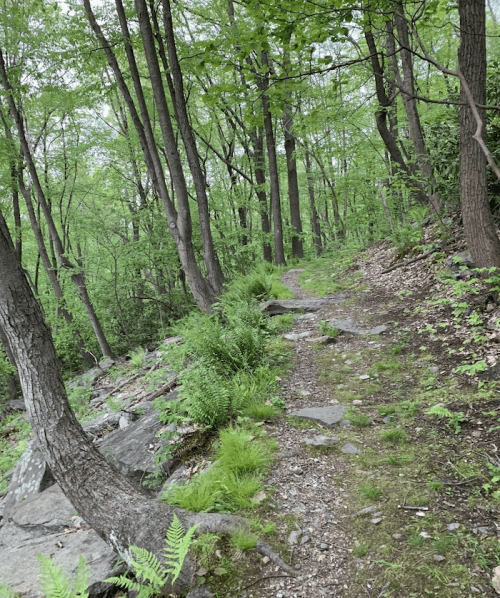 A winding trail through a lush green forest, surrounded by trees and rocky terrain.