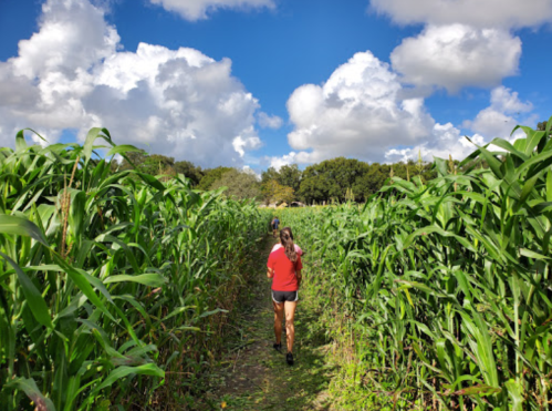 A person walks along a path through tall corn plants under a bright blue sky with fluffy clouds.