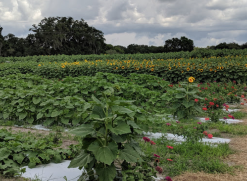 A vibrant field with rows of sunflowers and colorful flowers, under a cloudy sky.