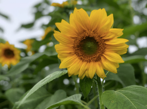 A vibrant yellow sunflower surrounded by green leaves, with a blurred background of more sunflowers.