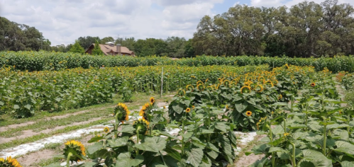 A vibrant sunflower field with a rustic house in the background under a partly cloudy sky.