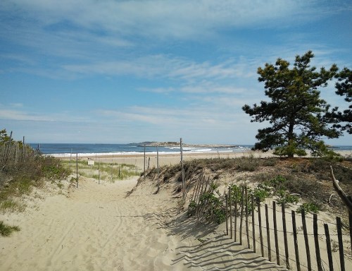 A sandy path leads to a beach with gentle waves, framed by grass and a lone tree under a blue sky.