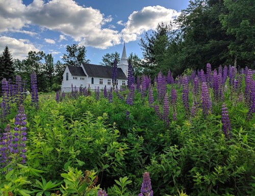 A white church surrounded by vibrant purple lupines under a blue sky with fluffy clouds.