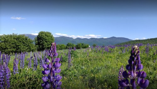 A vibrant field of purple flowers with mountains and a clear blue sky in the background.