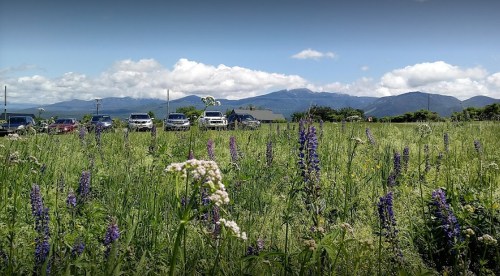 A field of wildflowers in the foreground with parked cars and mountains under a blue sky in the background.