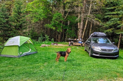 A green tent and a gray car are parked in a grassy campsite surrounded by trees, with a dog standing nearby.