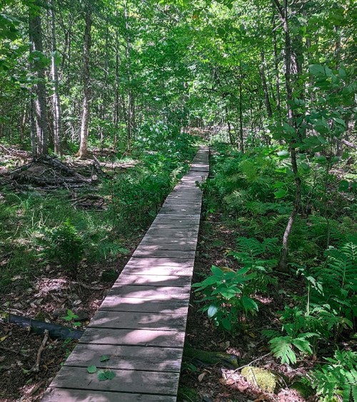 A wooden boardwalk winding through a lush green forest with ferns and trees on either side.