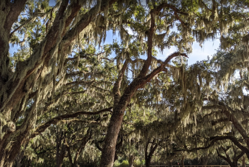 A serene landscape featuring large trees draped in Spanish moss under a bright blue sky.